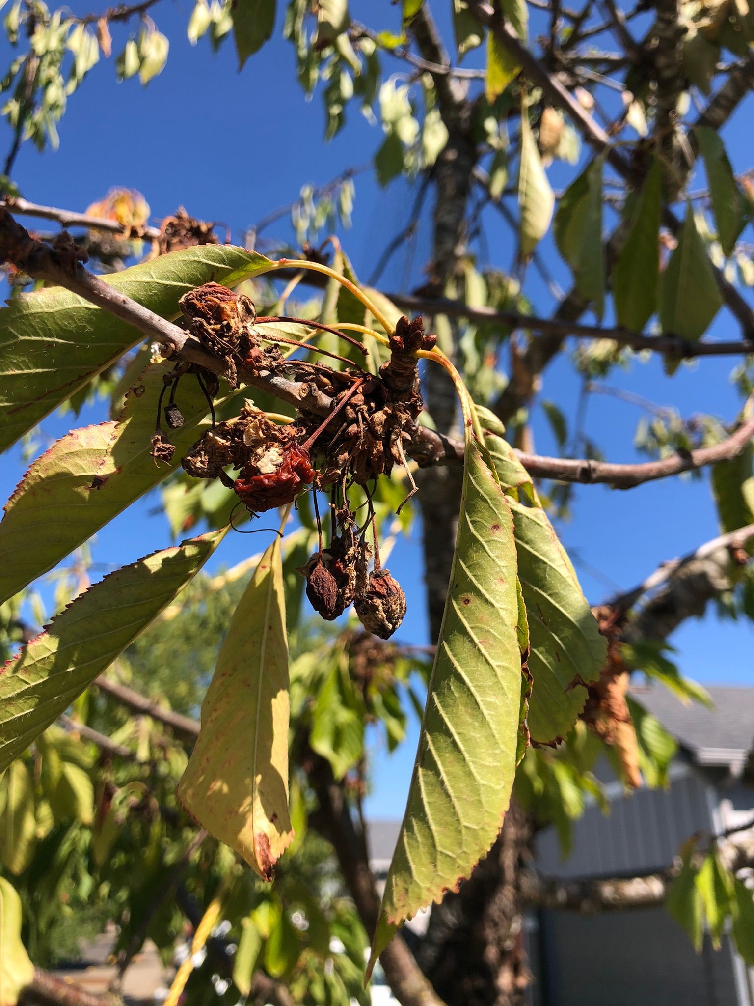 cherry wilt