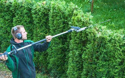 hedge trimming arbovita