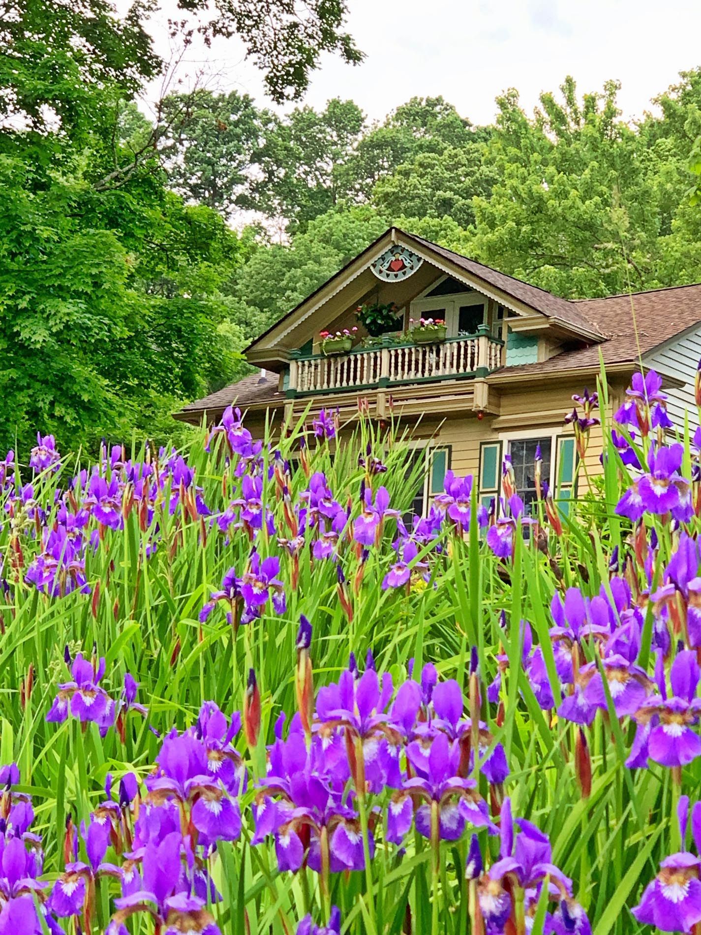 A house is surrounded by a field of purple flowers.