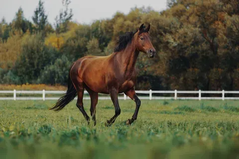 A brown horse is running in a field next to a white fence.