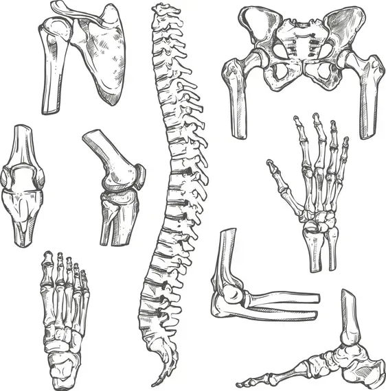 A set of drawings of bones and joints of the human body.