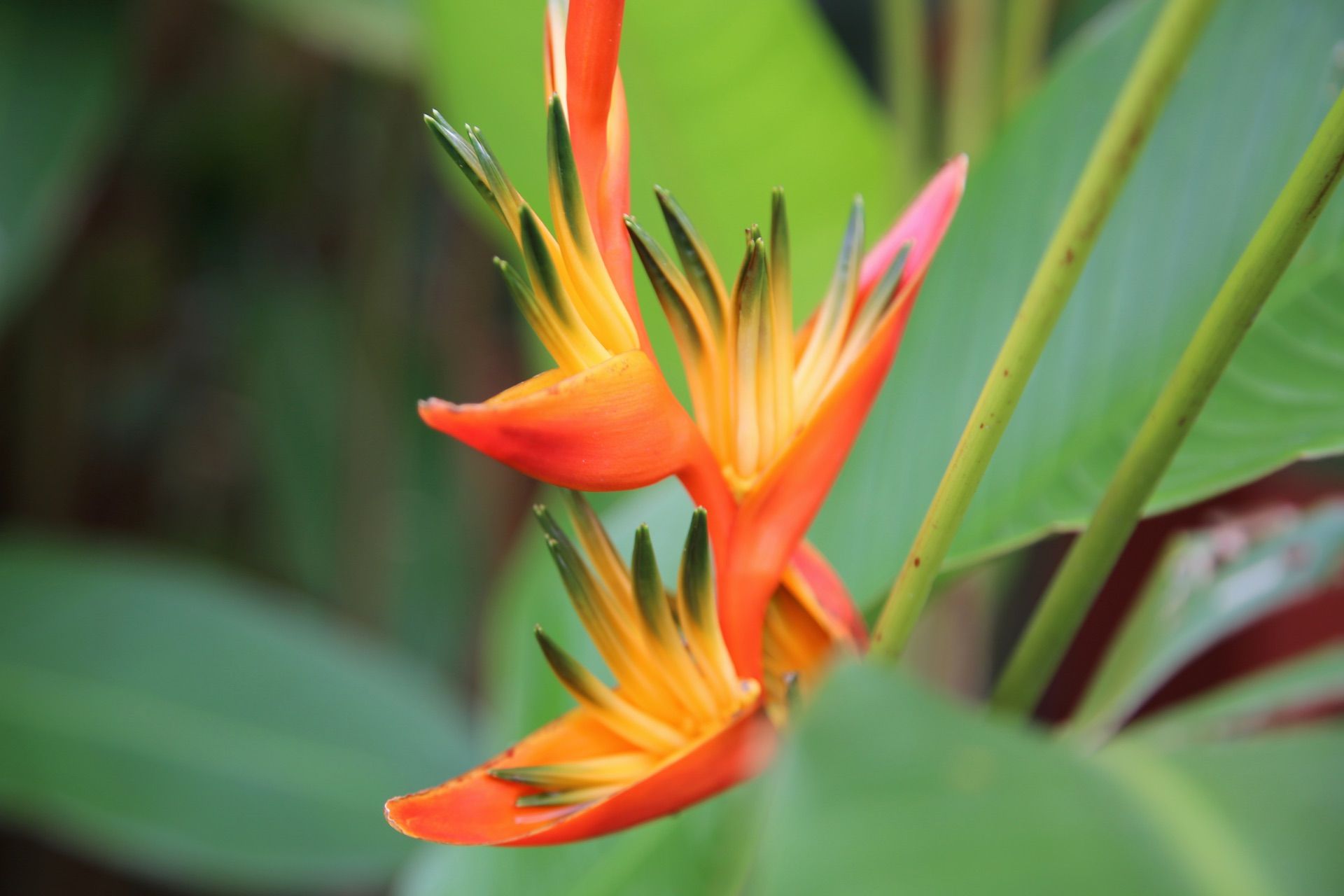 Orange tropical flower surrounded by green leaves