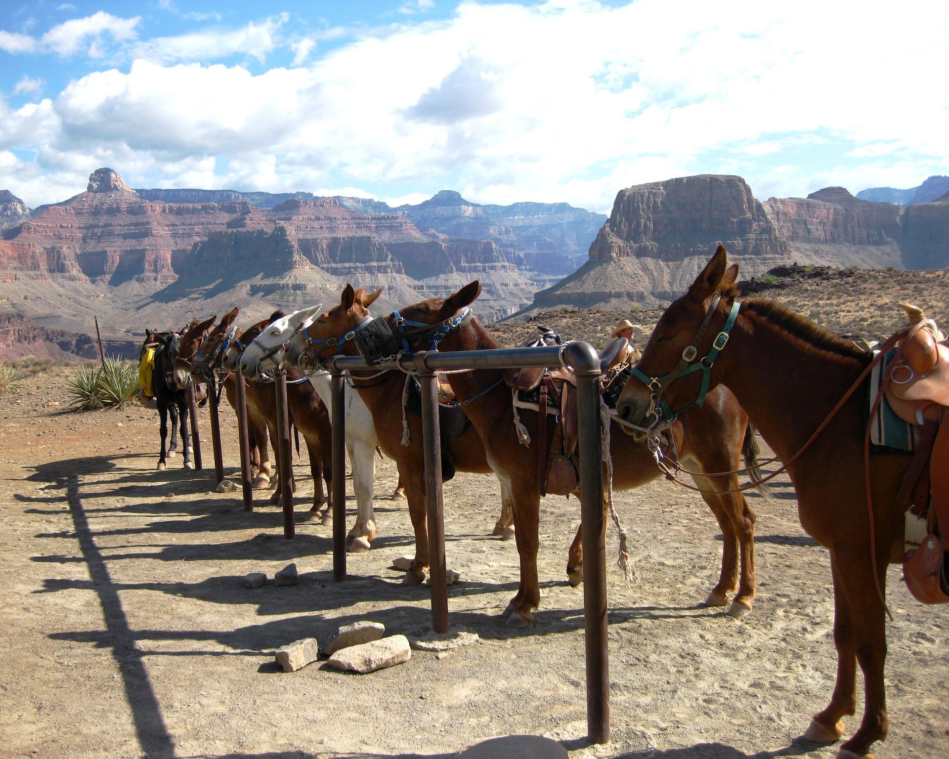 Saddled mules lined up beside a Grand Canyon overlook