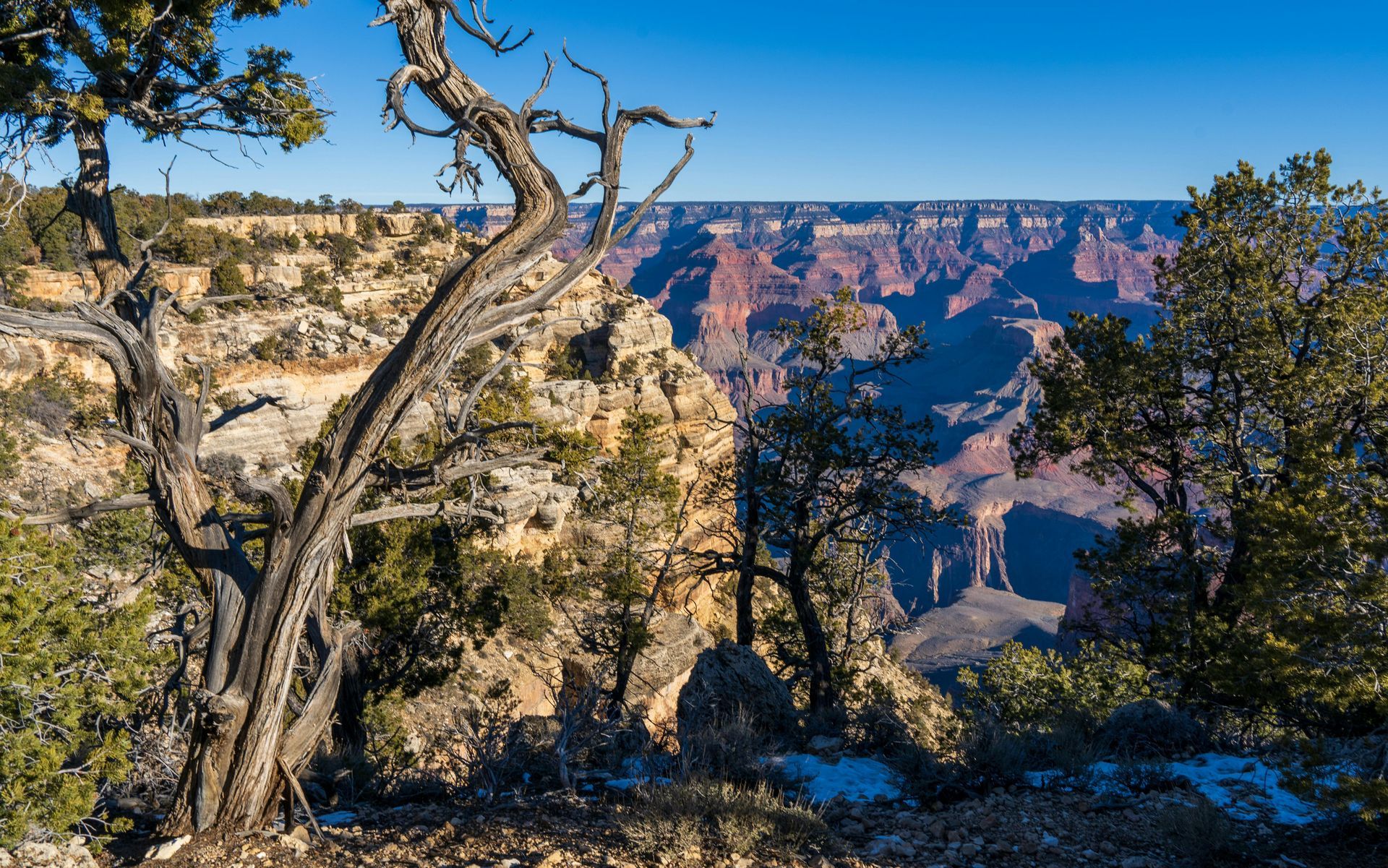 Grand Canyon framed by trees on the North Rim