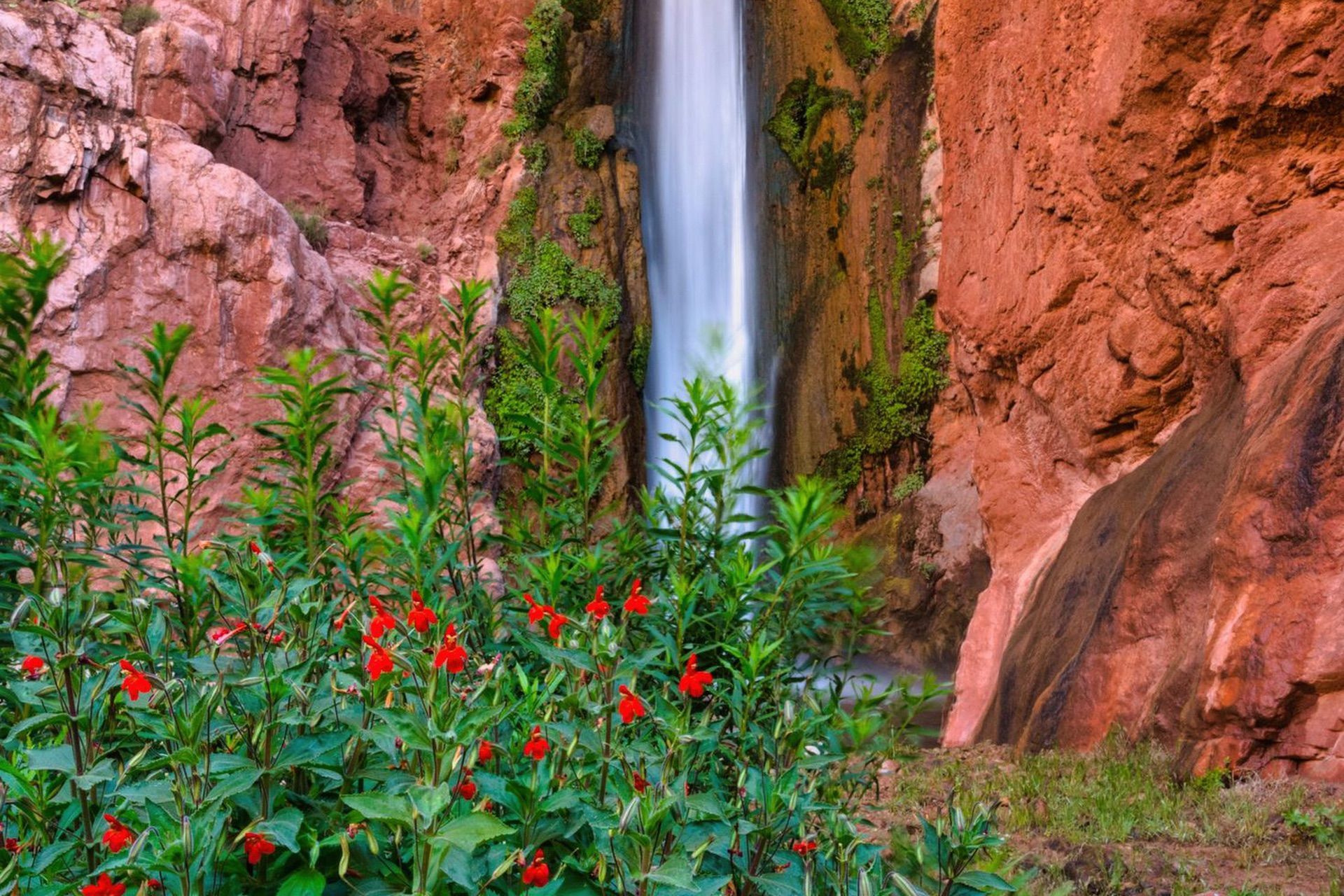 Large waterfall runs over the edge of redrock cliffs into a pool with red flowers in the foreground.