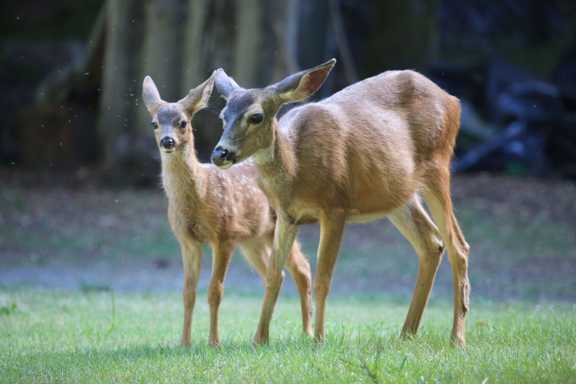 A deer and fawn standing at the forest’s edge