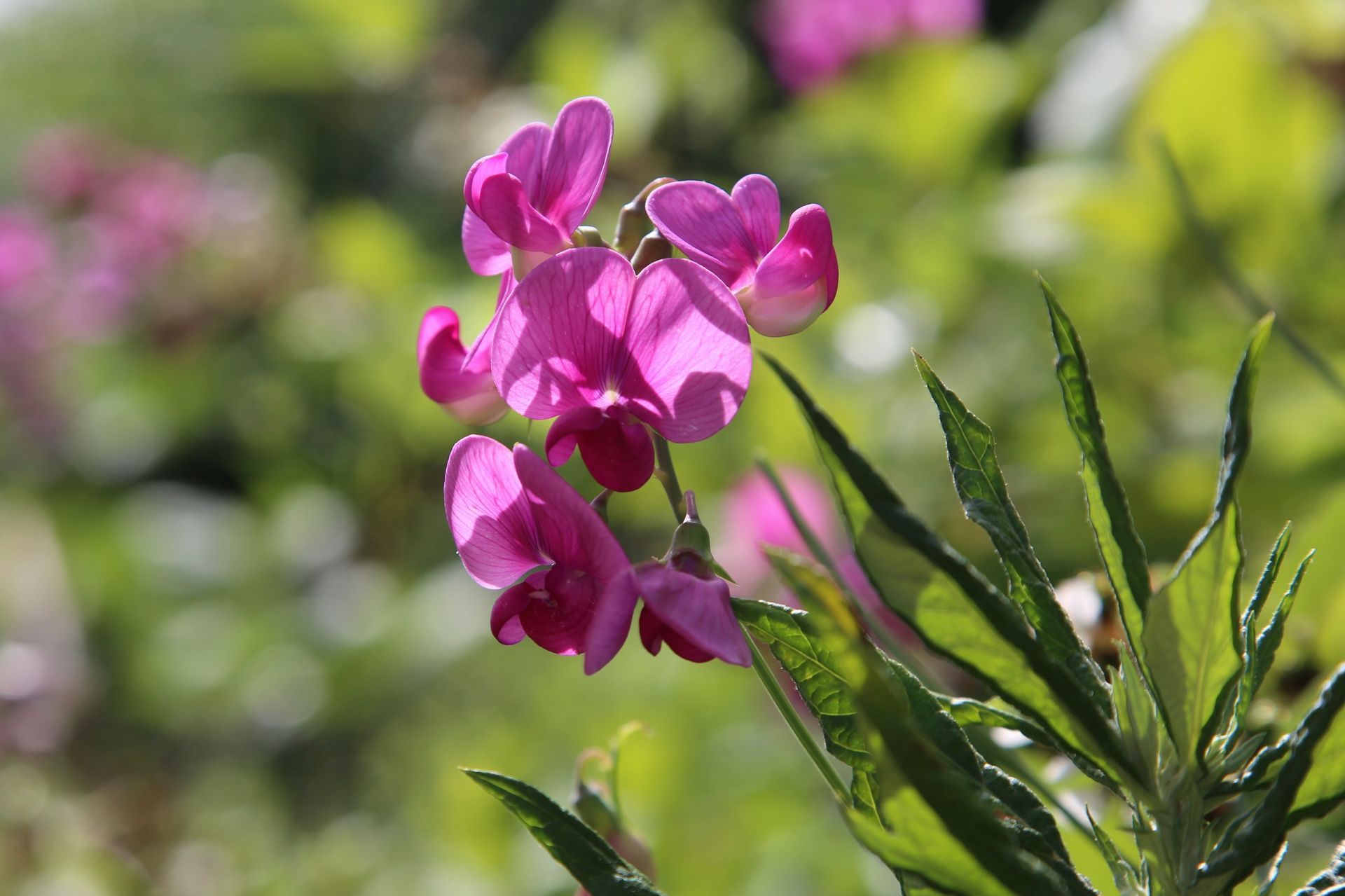 Purple flowers along the Rogue River