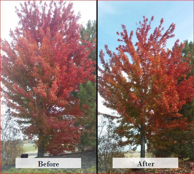 A before and after picture of a tree with red leaves