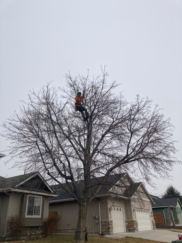 A man is climbing a tree in front of a house.