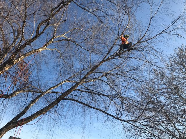 A man is climbing a tree with a chainsaw.