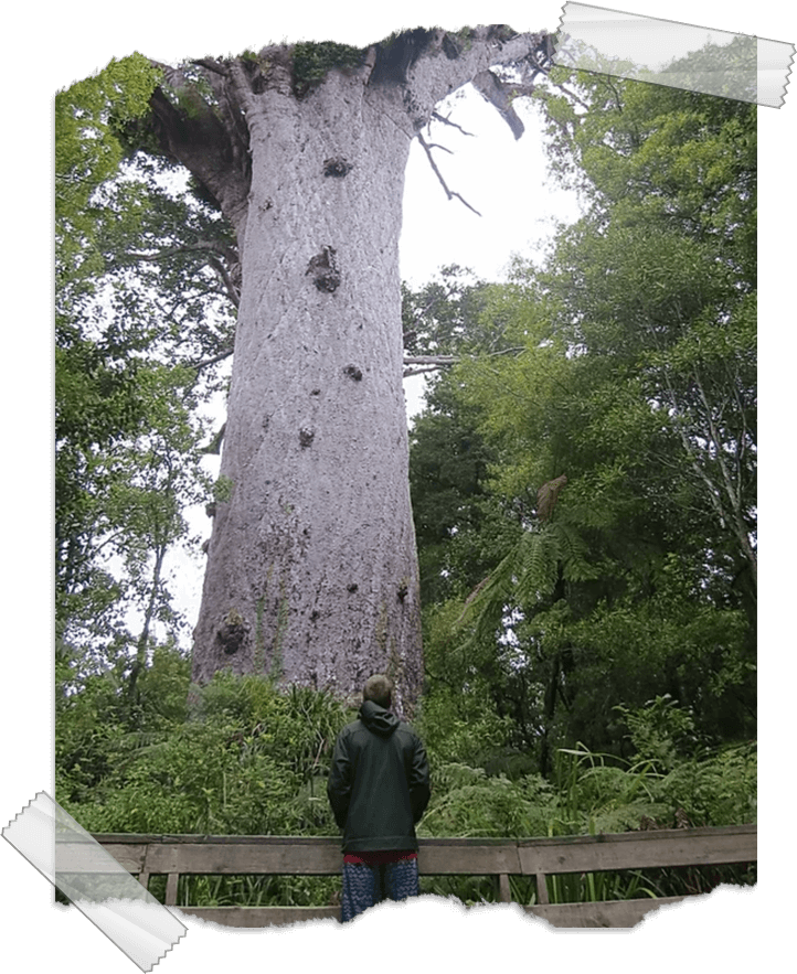 A man is standing in front of a large tree