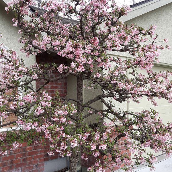 A tree with pink flowers is in front of a house