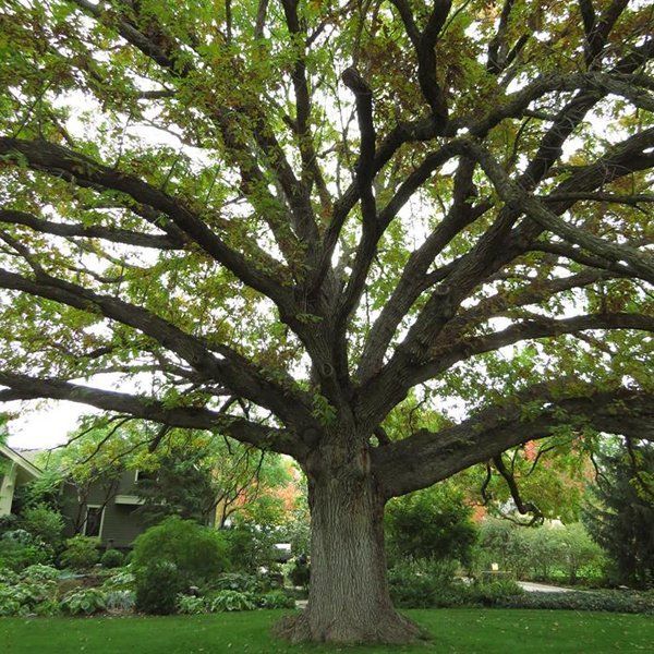 A large tree with lots of branches and leaves