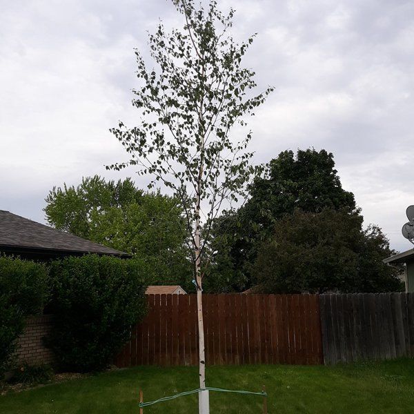 A tree in a yard with a fence in the background