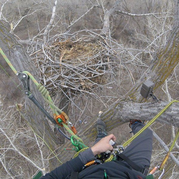 A person is climbing a tree with a rope around their waist