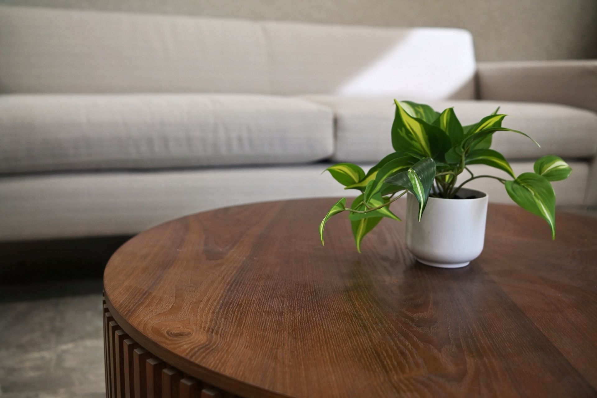 Small potted green plant on a wooden coffee table in a living room with a beige sofa behind it
