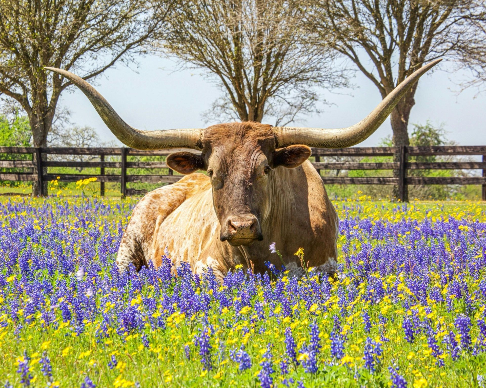 Texas Longhorn in a field of bluebonnets and yellow flowers, under trees, near a wooden fence.