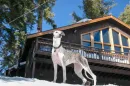 kingshill-insurance-services-pet-insurance-mega-menu