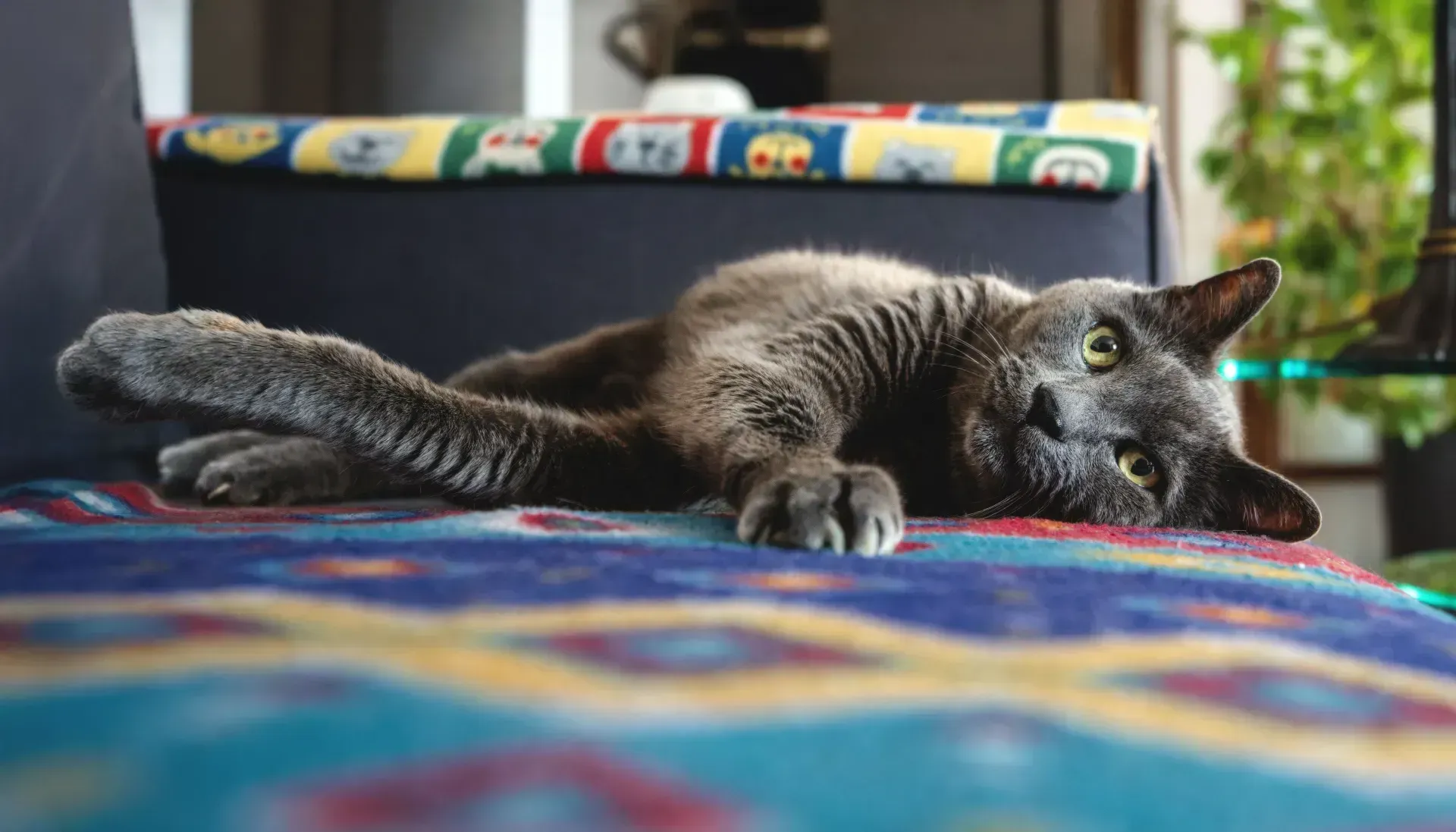 Black cat stretched out sleeping on a colorful patterned blanket indoors