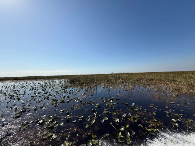 Dark water with lily pads, marshy vegetation, and a bright blue sky.