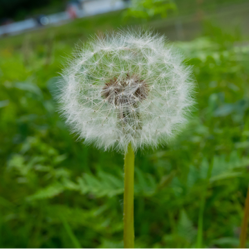 White dandelion seed head on a stem against a blurred green background