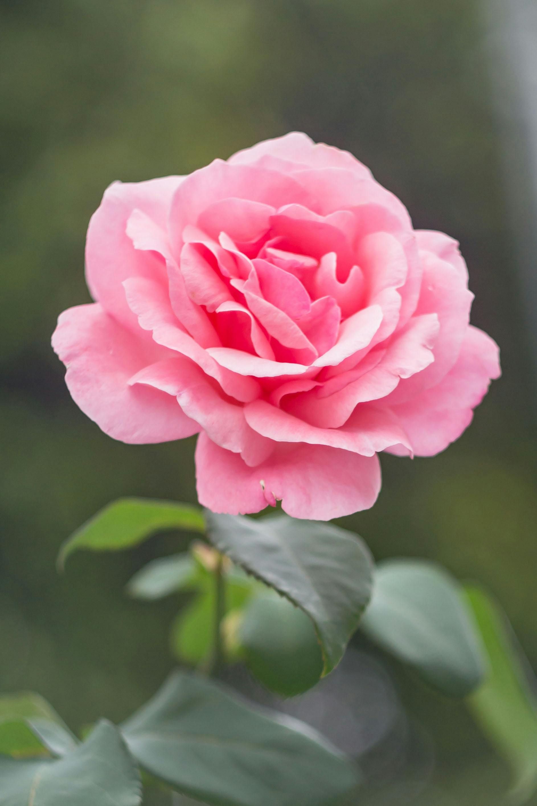 Pink rose in full bloom with green leaves, set against a blurred green background.
