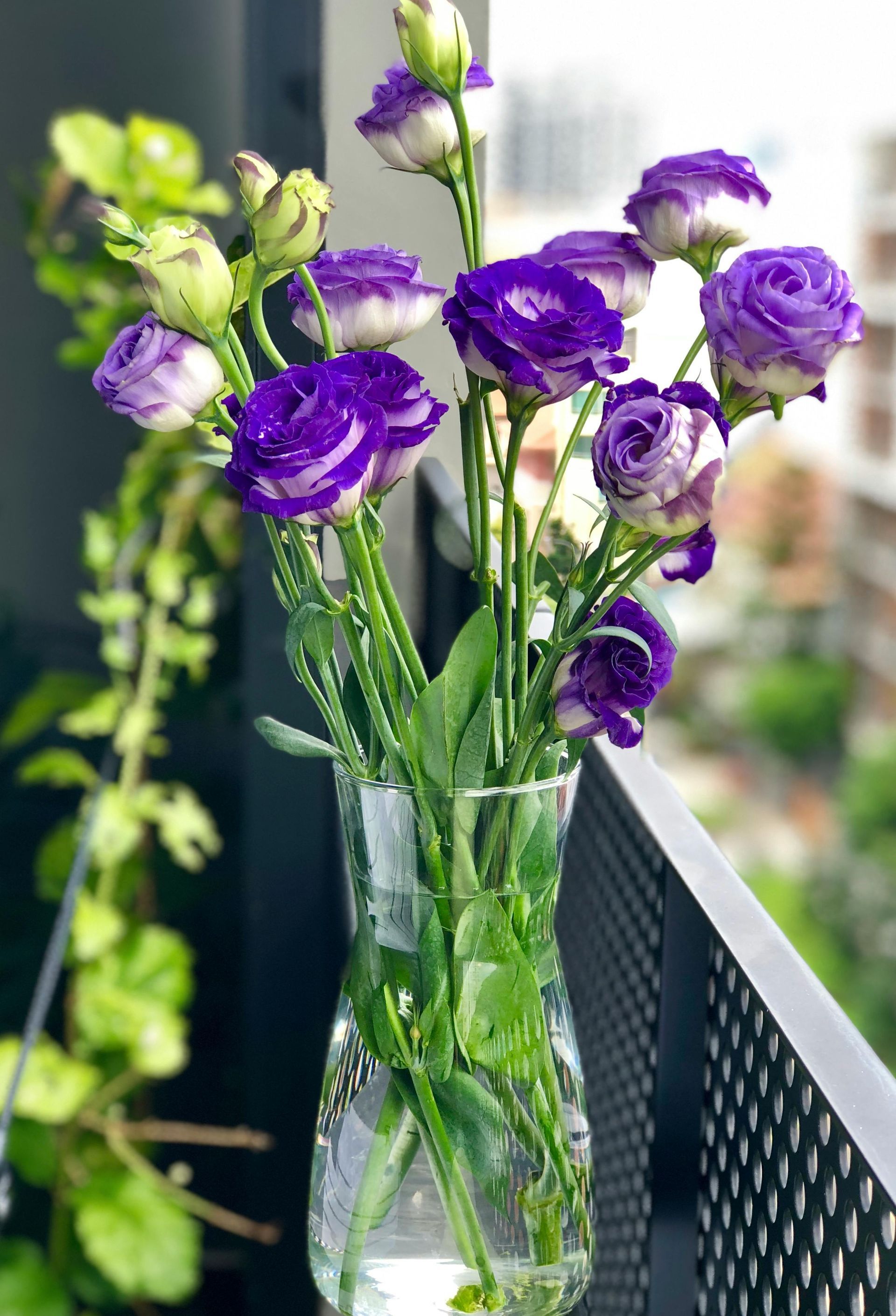 Purple and white lisianthus flowers in a clear vase on a balcony, greenery in background.