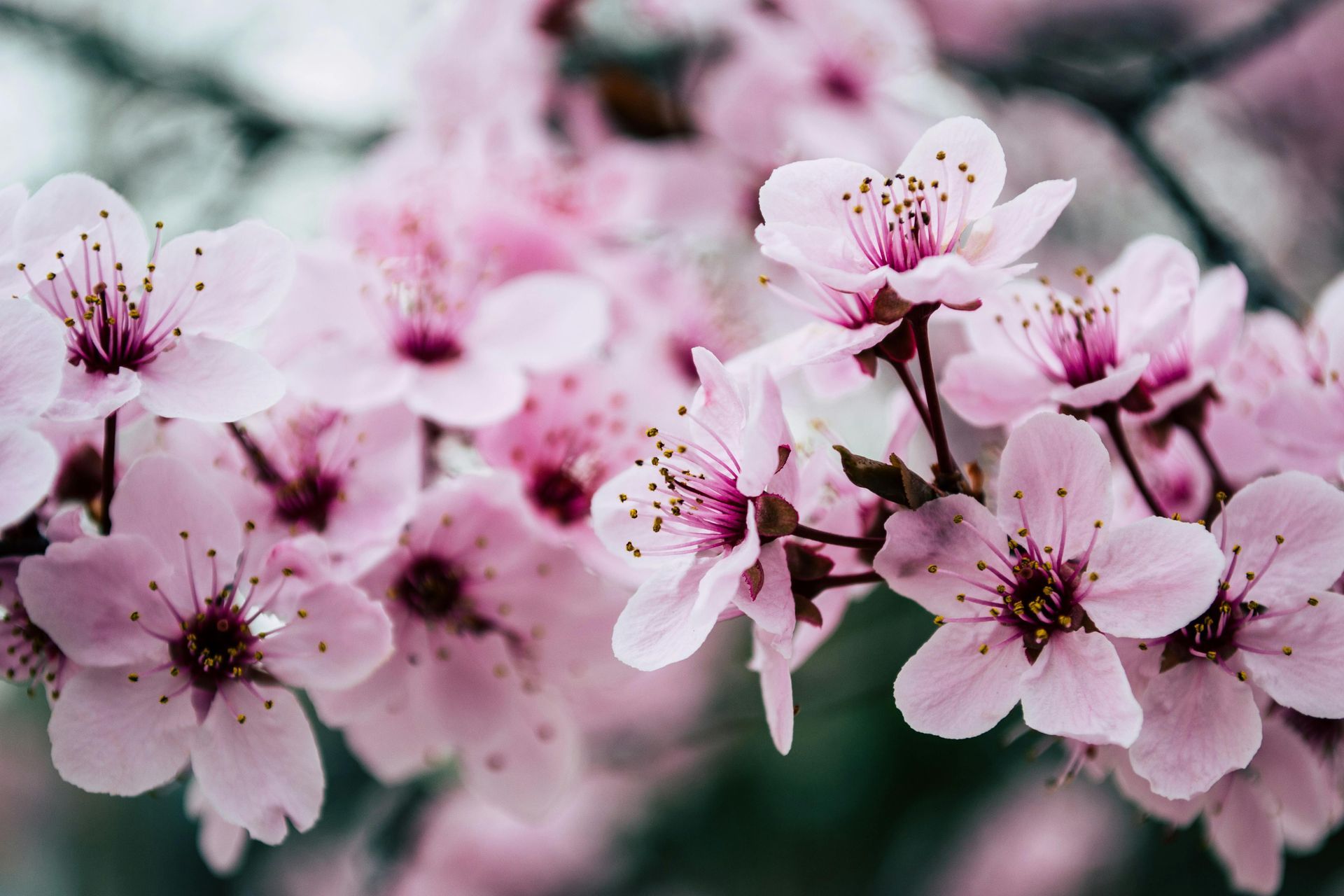 Pink cherry blossoms blooming on a branch, with a shallow depth of field.
