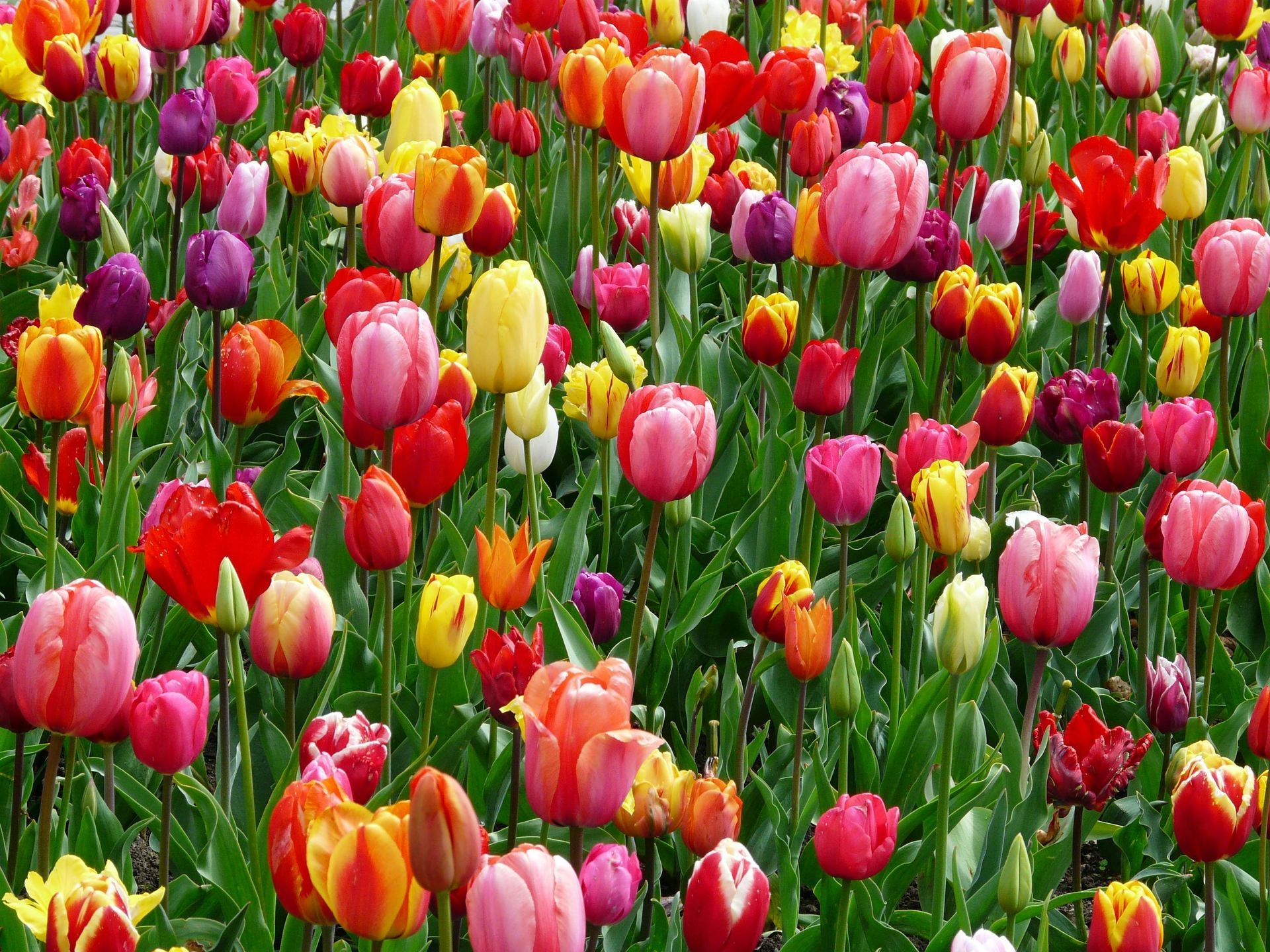 A vibrant field of tulips in many colors, including red, pink, yellow, orange, and purple, blooming amidst green leaves.