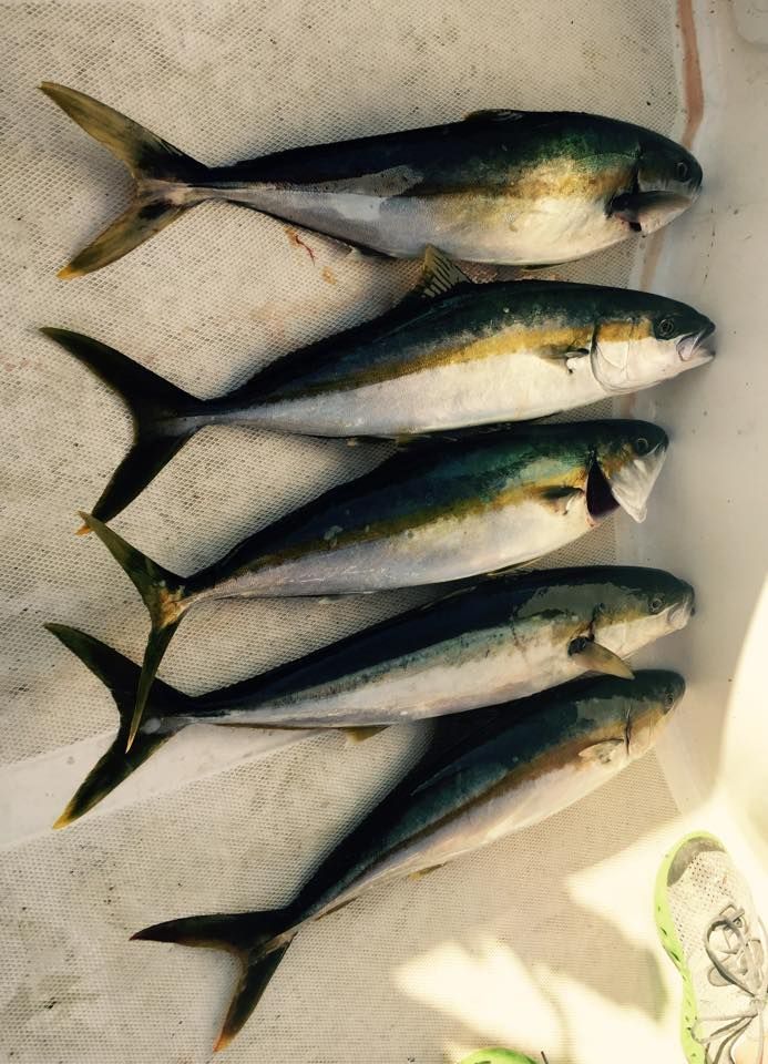 Five yellowtail amberjack fish arranged in a line on a light-colored surface.