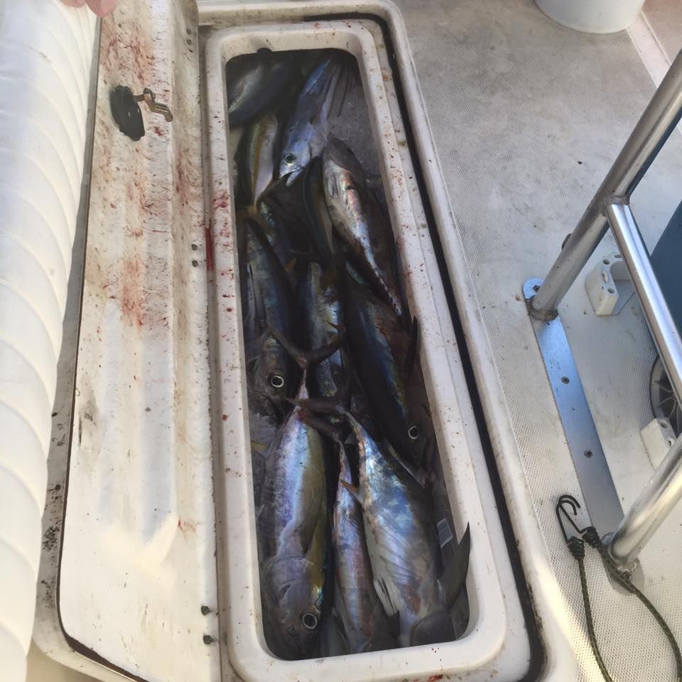 A large white cooler on a boat filled with several freshly caught tuna.