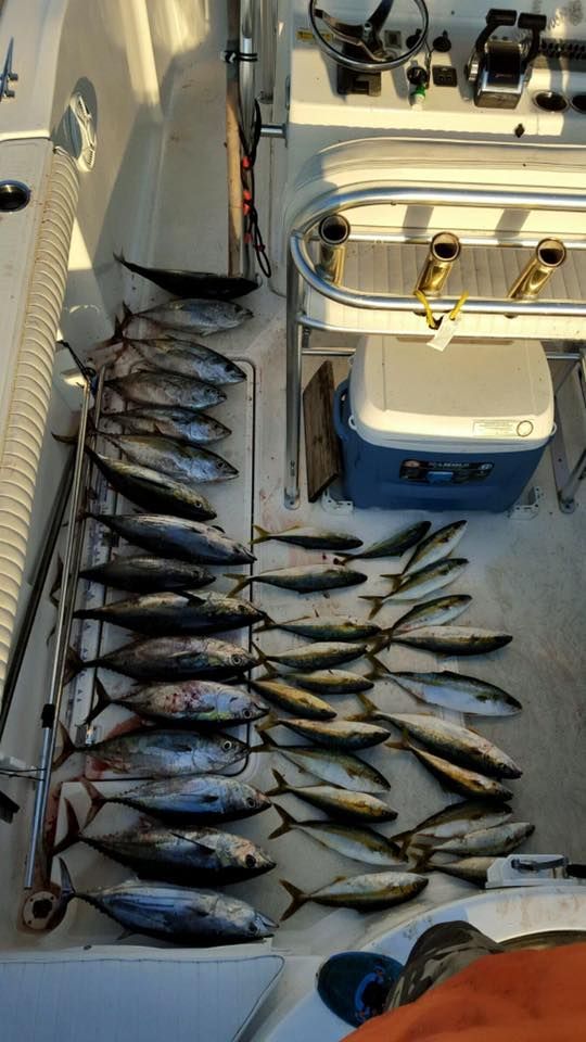 A large catch of freshly caught tuna laid out on the deck of a boat with a cooler nearby.