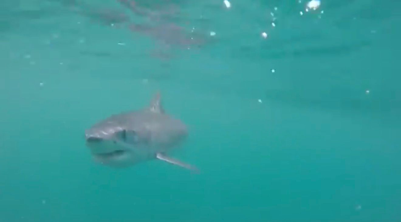 Shark swimming towards the camera in clear, turquoise water.