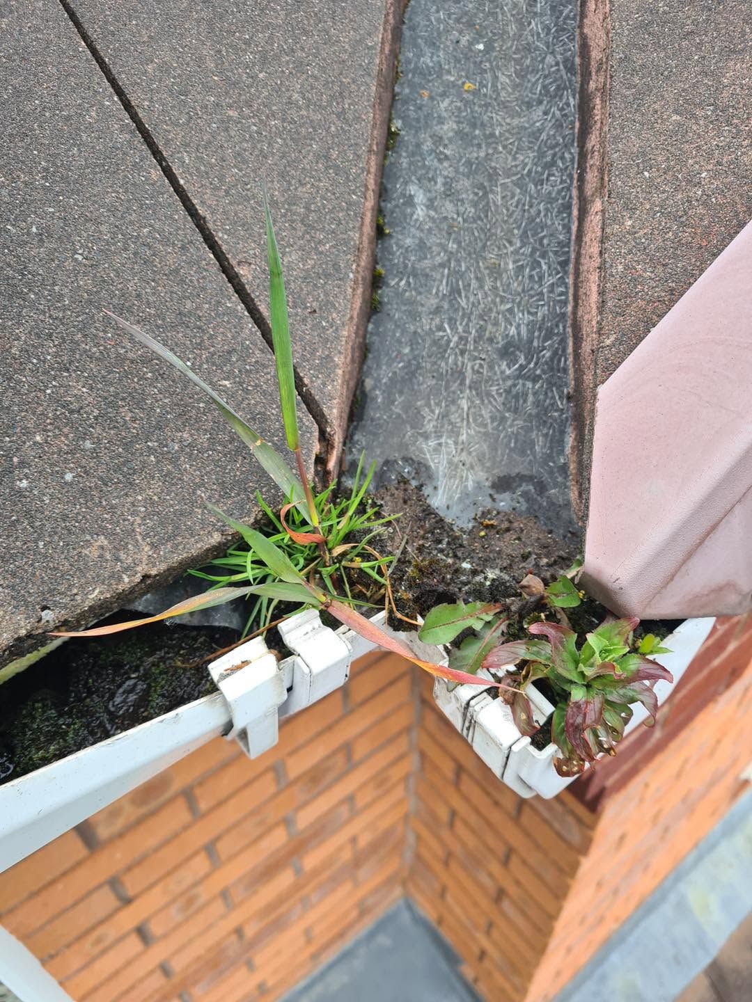 Grass and plants blocking a gutter corner beneath a roof valley in Perton