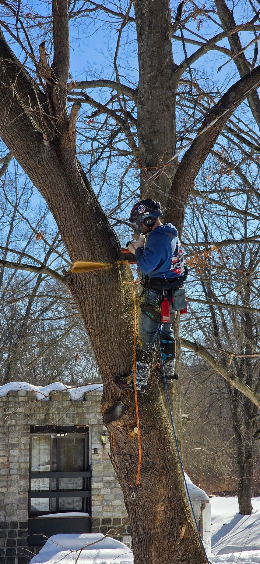 Worker in a blue jacket and helmet trimming a large tree beside a snowy house.