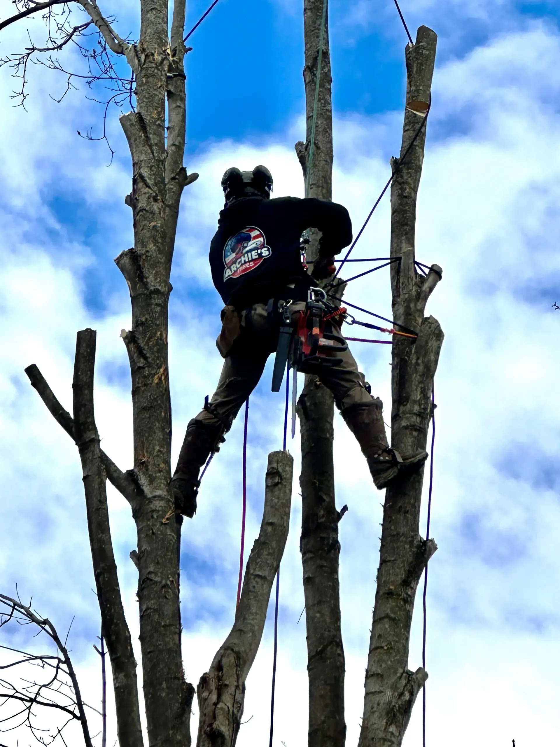 Worker in a tree using a chainsaw to trim branches against a blue sky