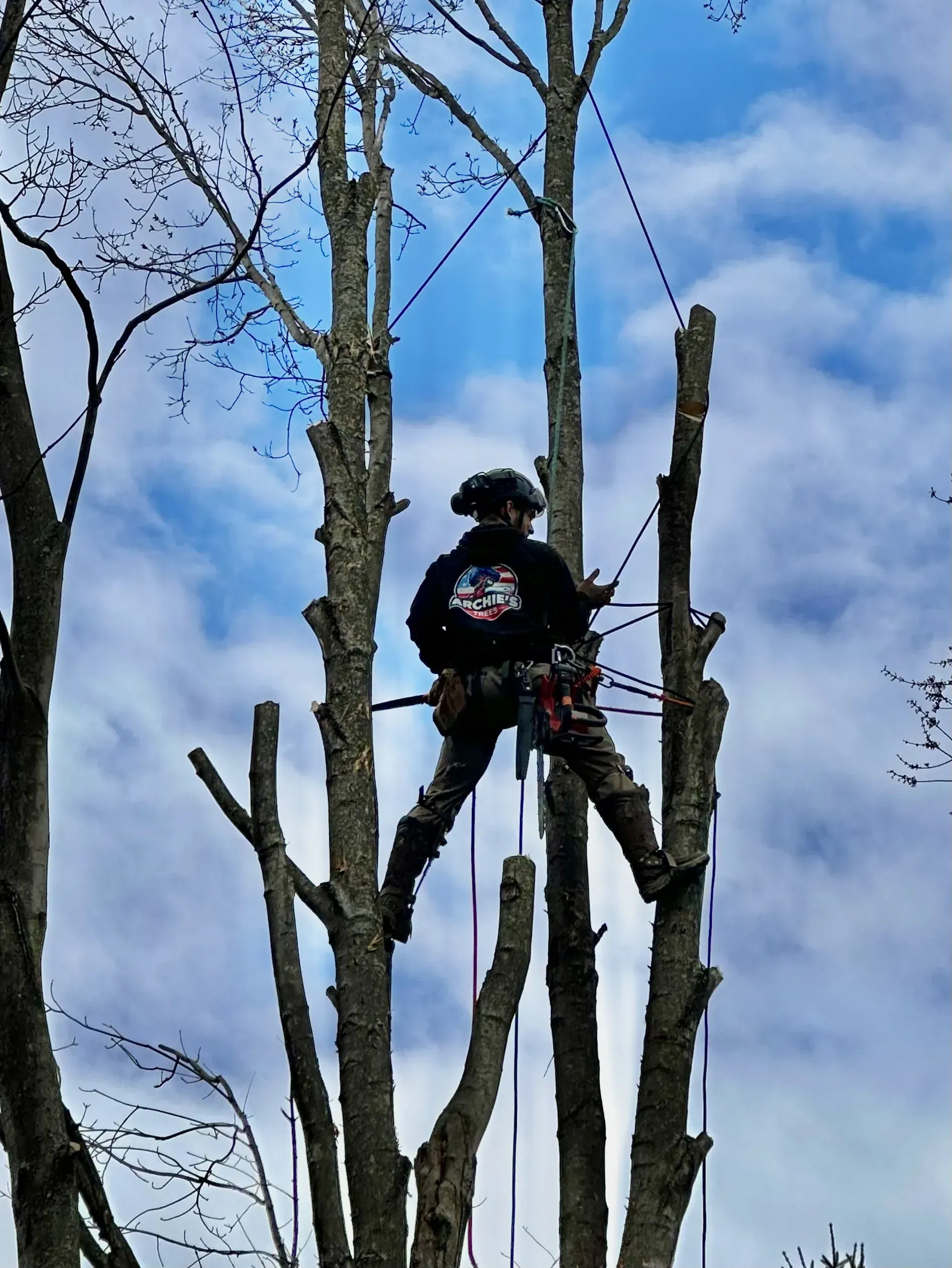 Arborist in safety gear using a chainsaw while perched on tall tree trunks against a blue sky