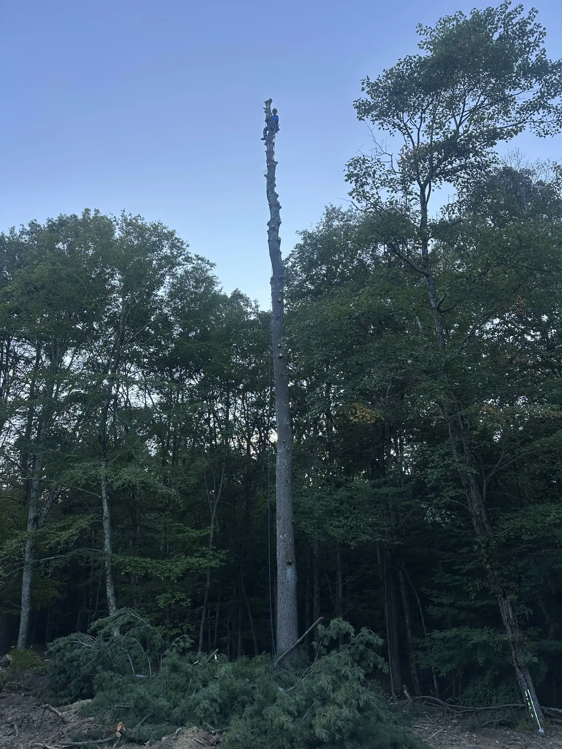 Tall utility pole in a wooded area at dusk with trees and a pale blue sky