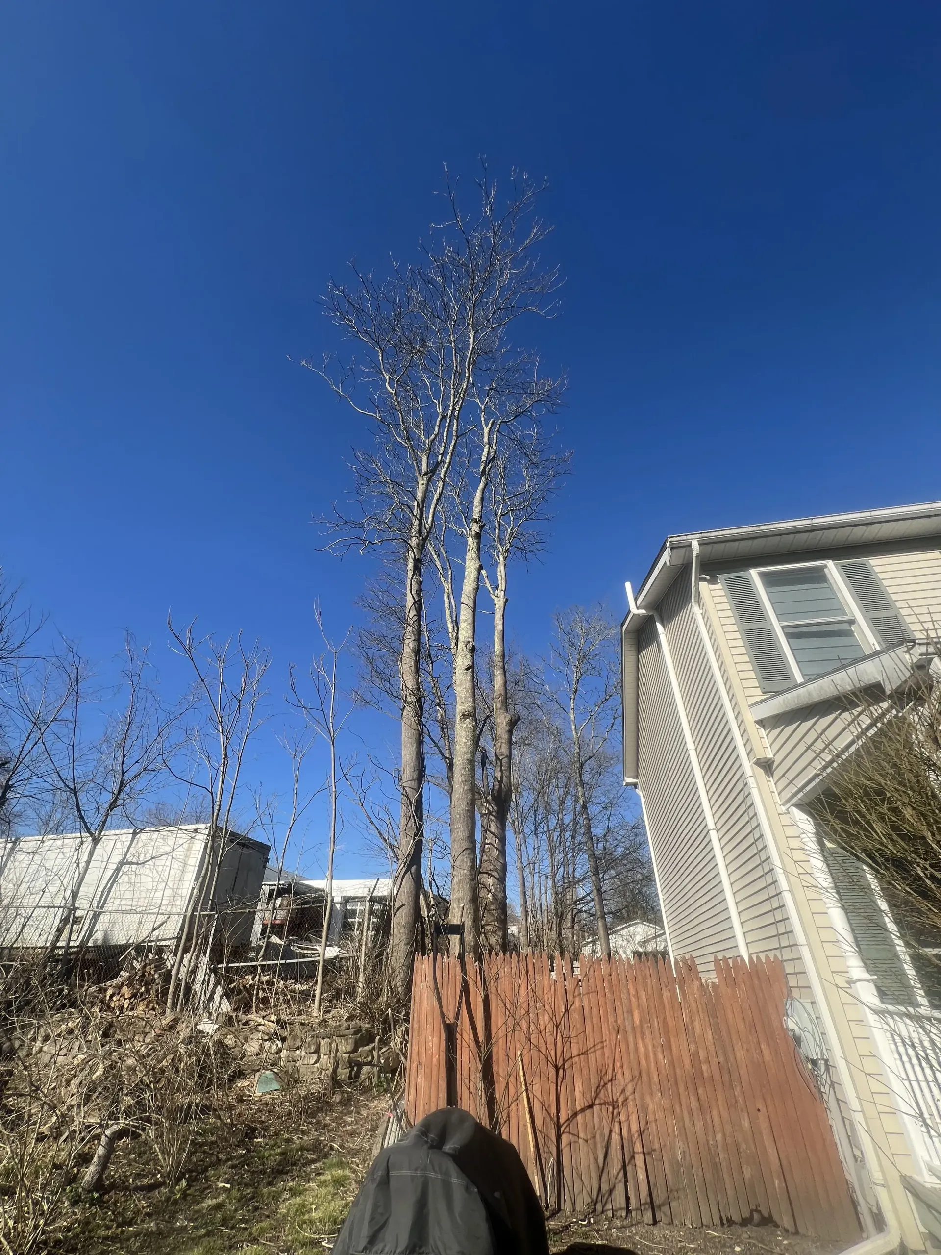Tall leafless tree against a bright blue sky beside a house and wooden fence in a backyard