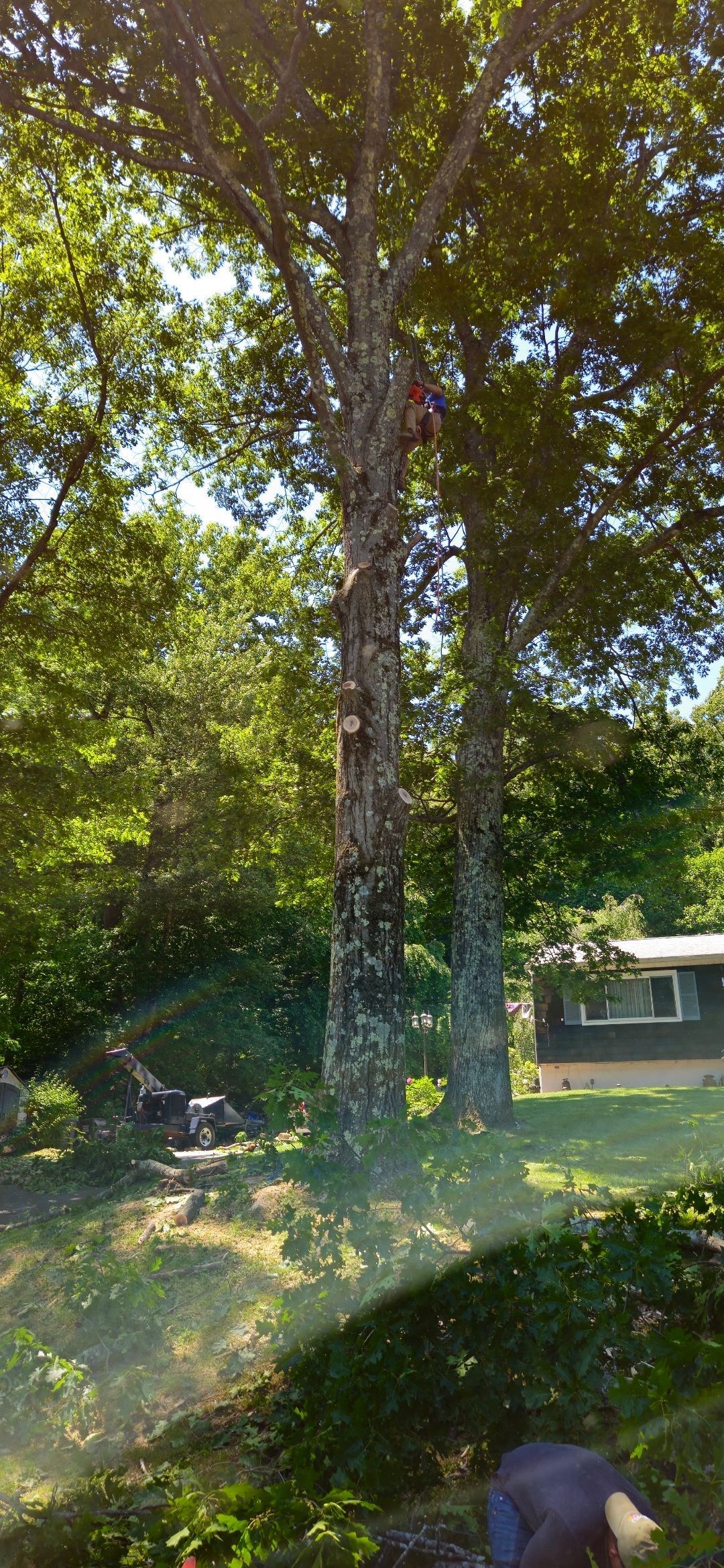 A leafy tree in a sunlit yard with a house in the background and a person crouching near the bottom right.