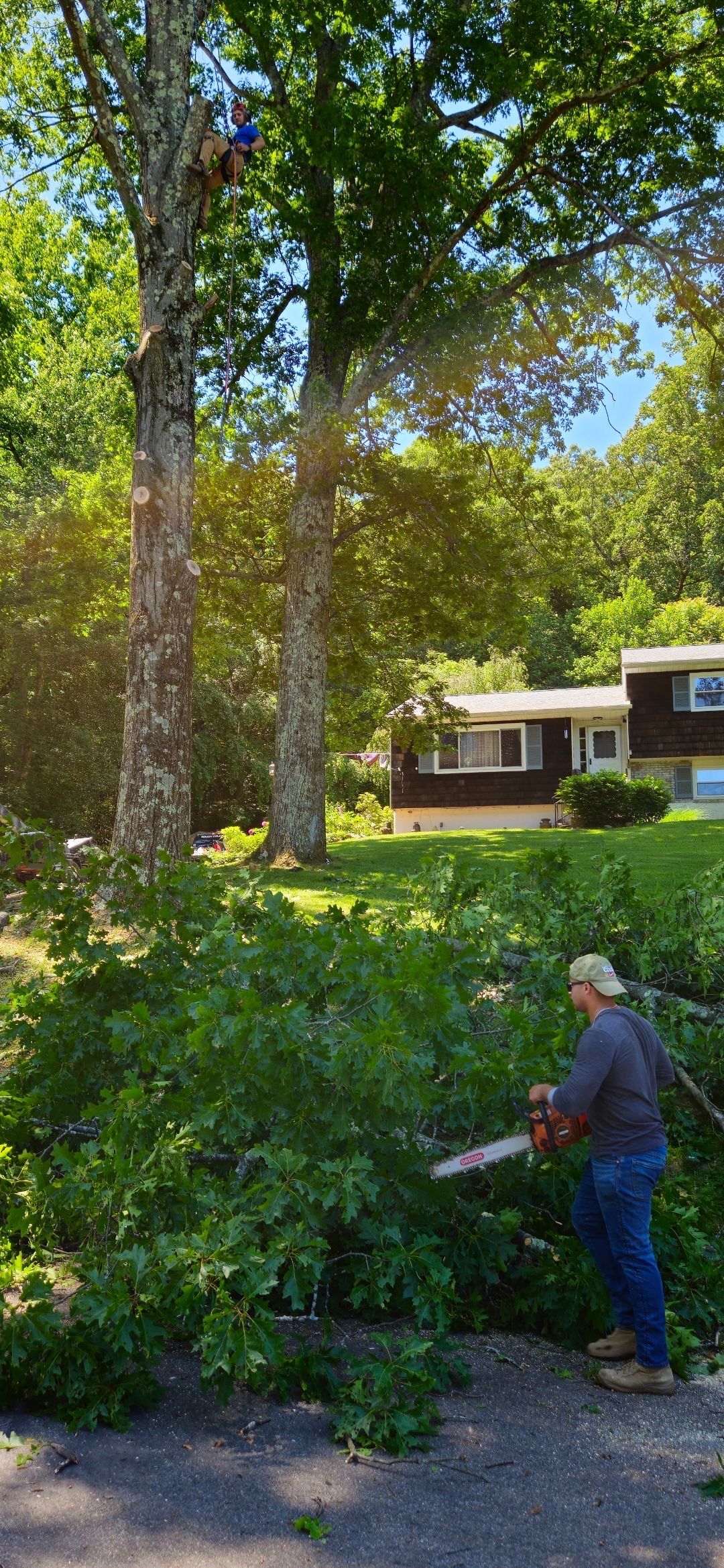 Person trimming bushes in a green yard with a house and tall trees in the background