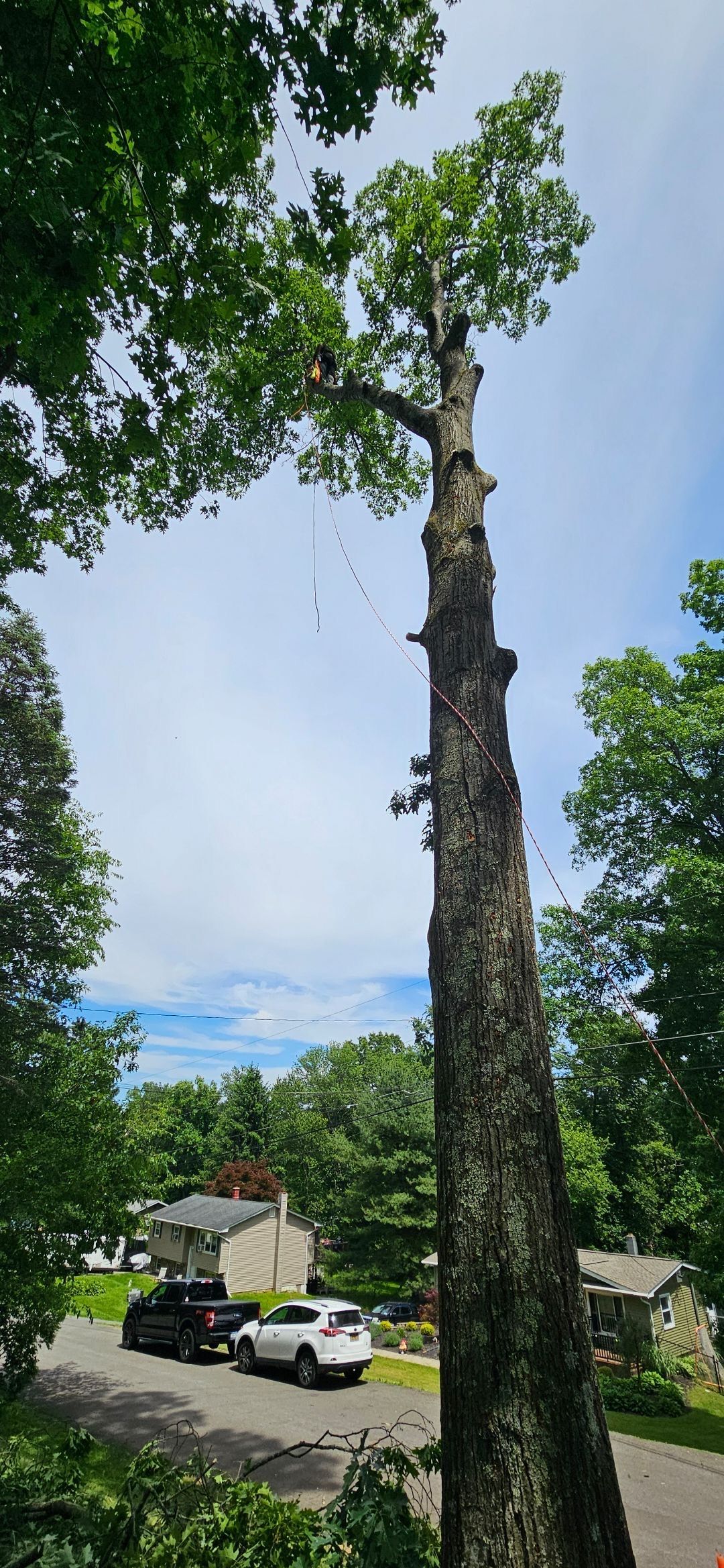 Tall trimmed tree trunk with green canopy in a suburban street near parked cars and houses under a blue sky