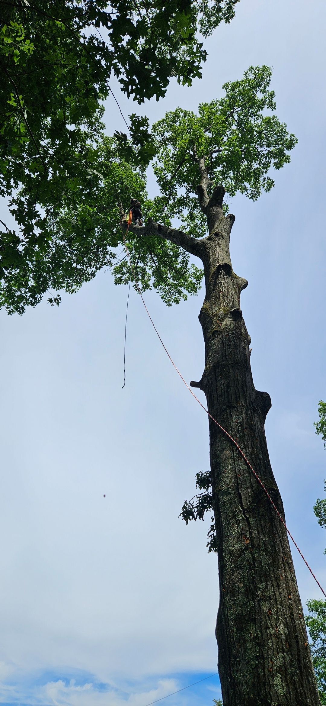 Tall tree trunk reaching into blue sky, with green leaves and branches at the top