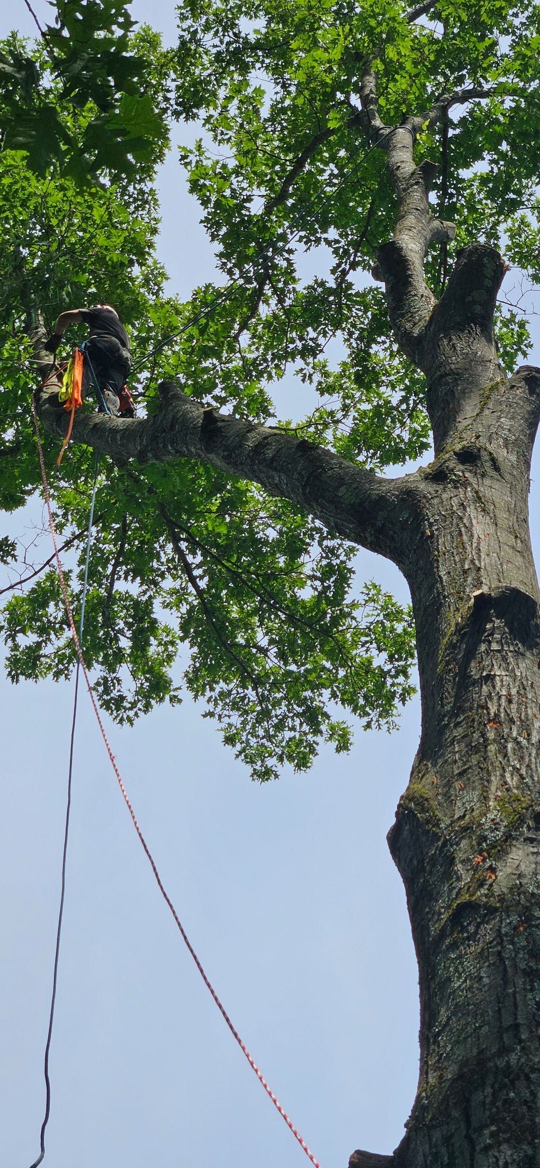Arborist in orange gear working in a large tree canopy, with ropes hanging beside the trunk.