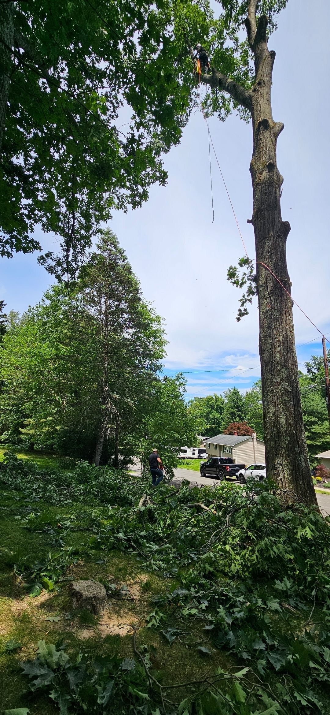 Tree-lined park with a tall bare trunk, leafy greenery, and a distant road under a blue sky