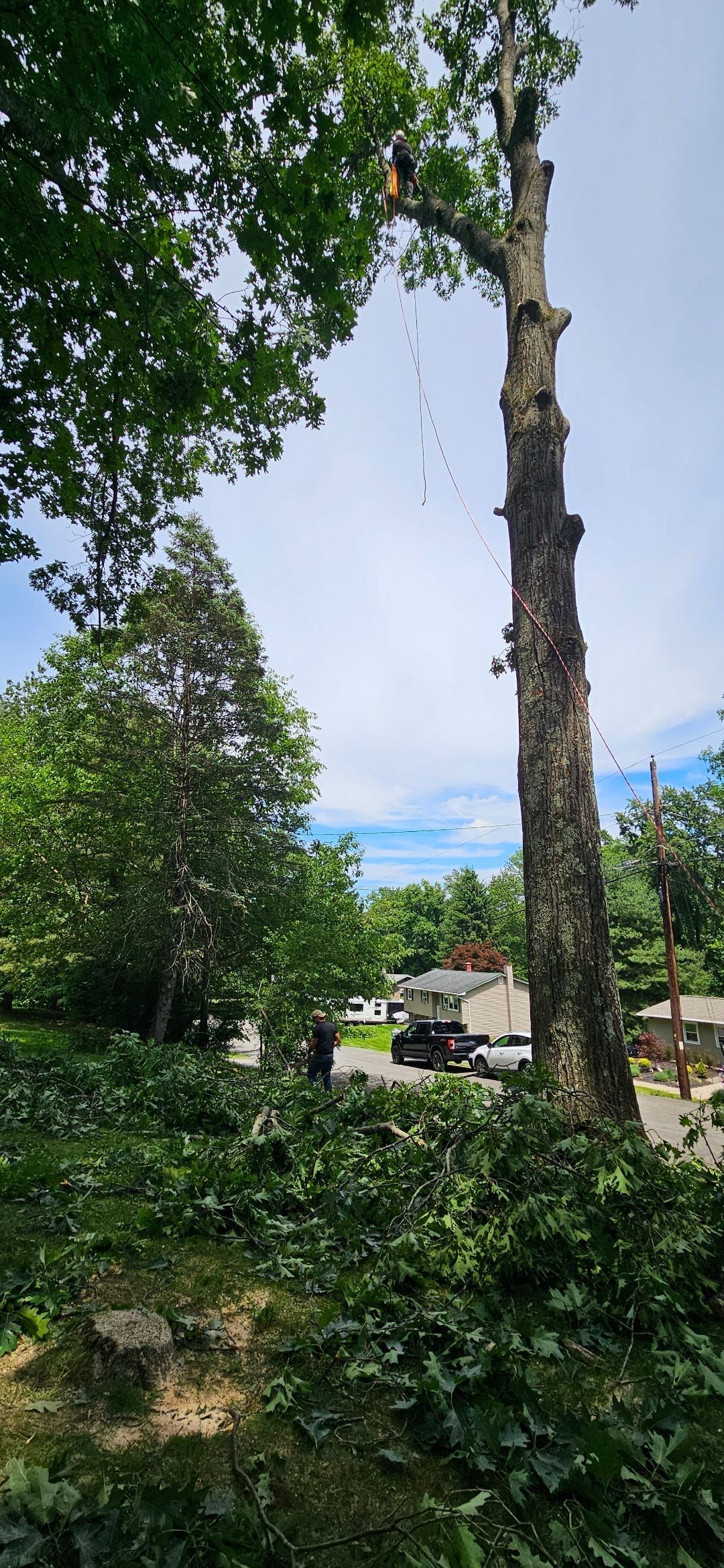 Tall tree trunk in a green park, with leafy branches, shrubs, and buildings under a blue sky.
