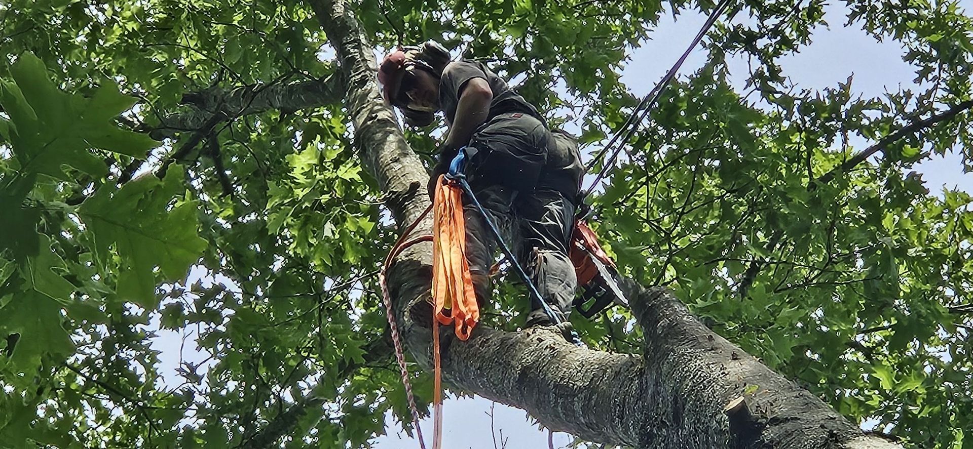 Tree climber with safety gear and orange rope working high in a leafy tree canopy