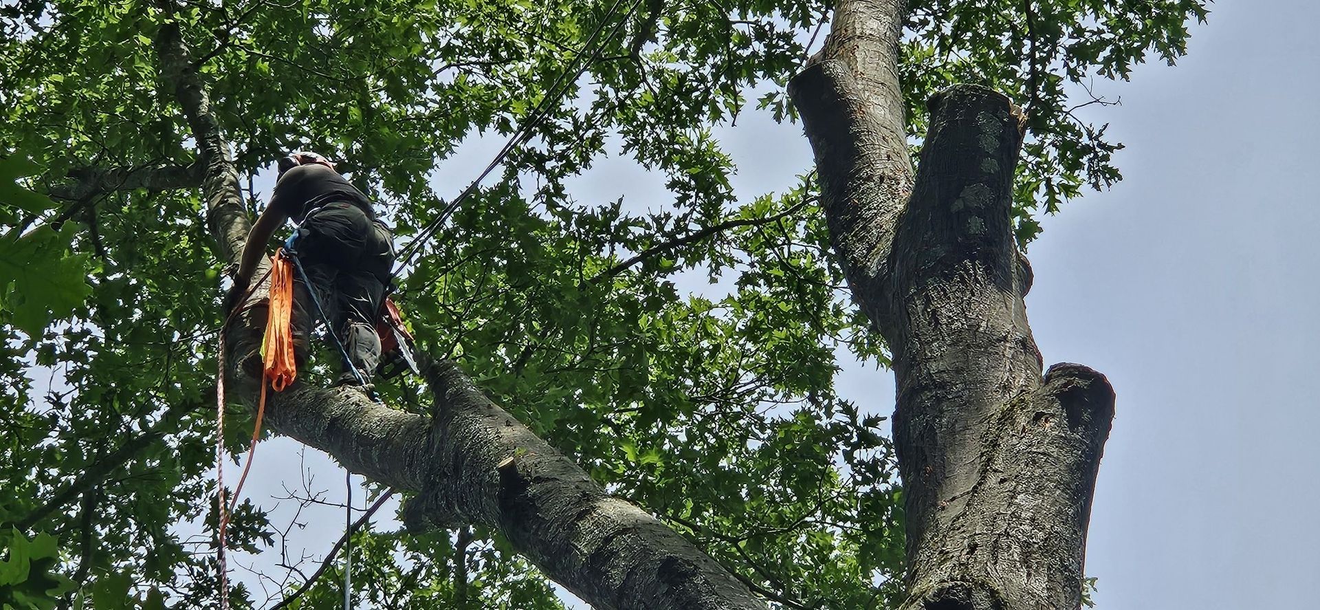 Person in orange climbing a tree among green leaves and branches
