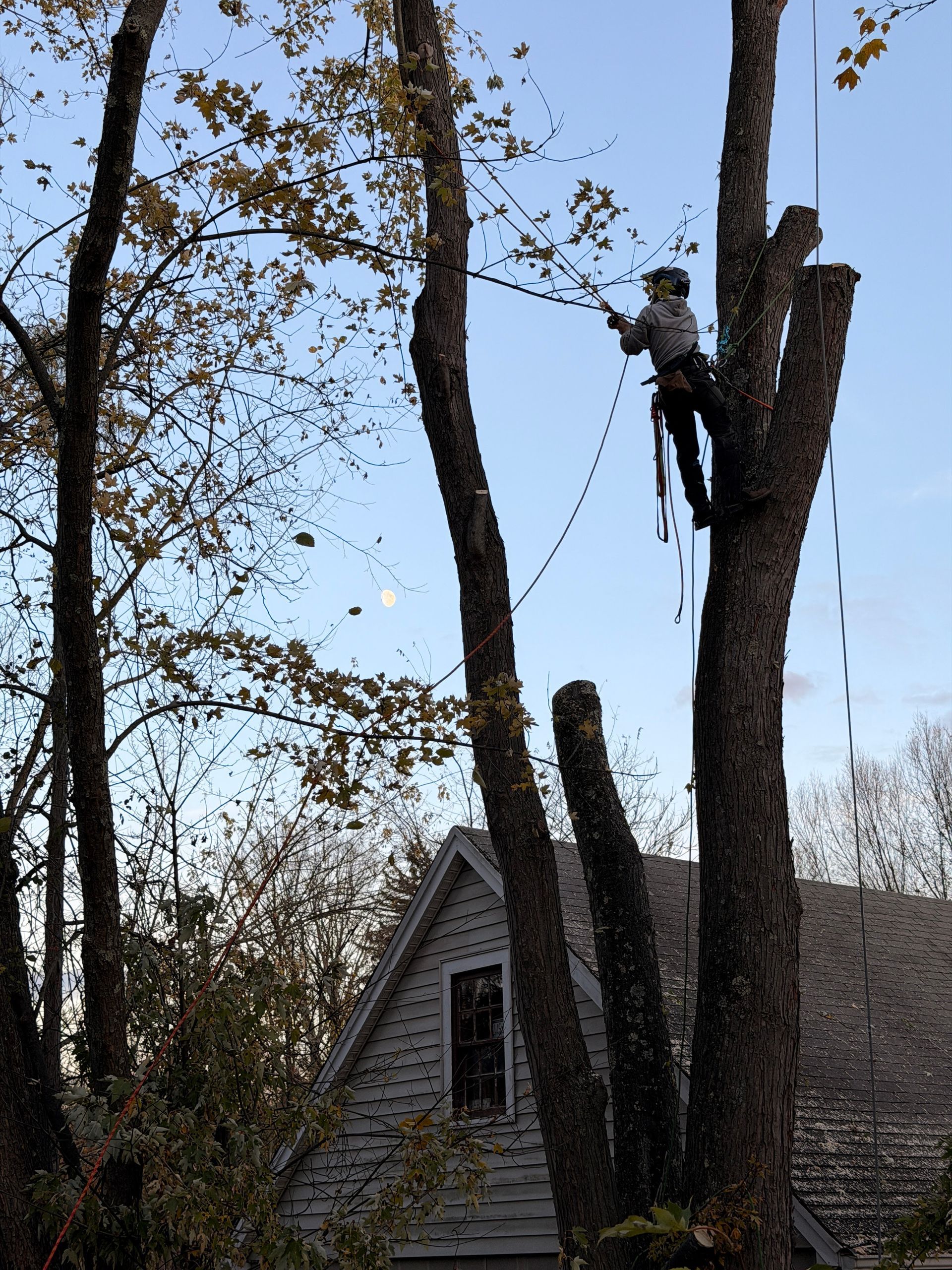 Arborist climbing a tree with ropes beside a house roof under a clear blue sky