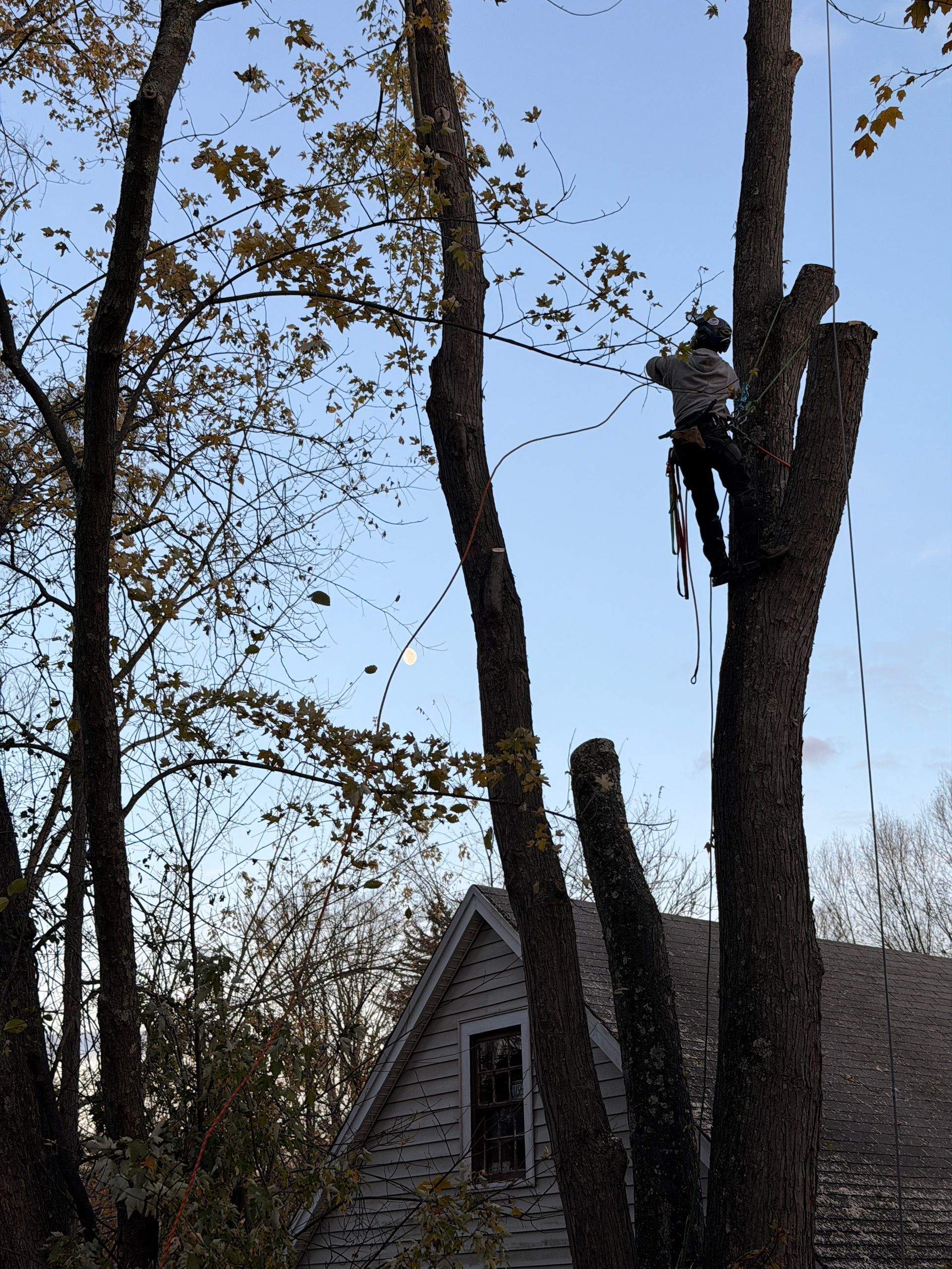 Worker in a tree trimming branches beside a house at dusk.